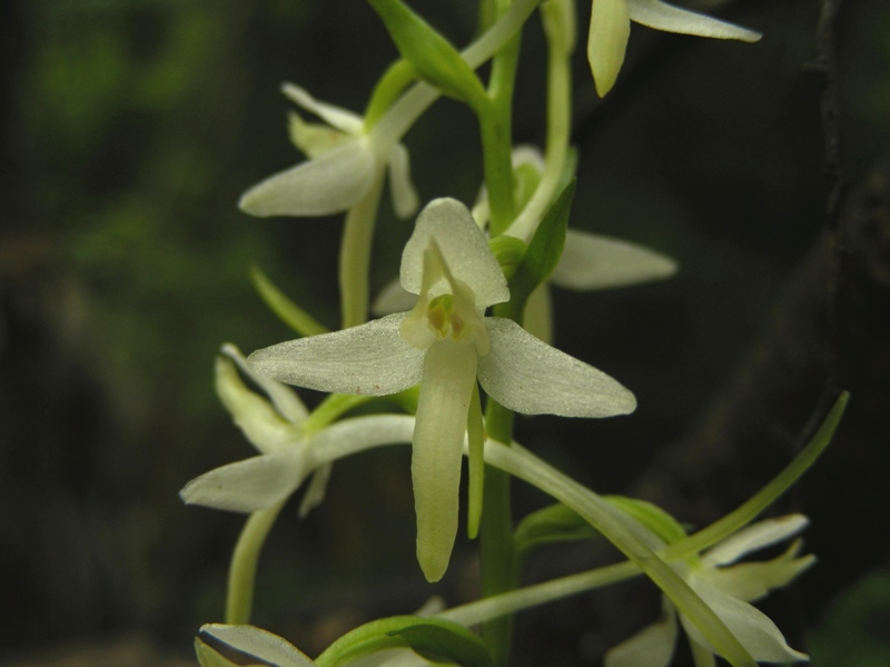 Platanthera bifolia